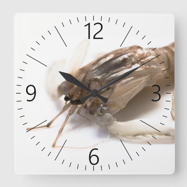 Reloj Cuadrado Langoustina (Anverso)