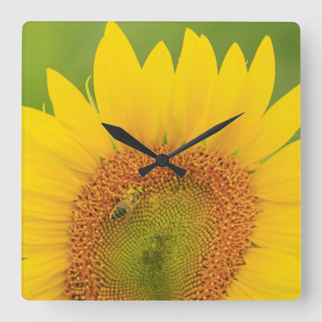 Reloj Cuadrado Large field of sunflowers near Moses Lake, WA 1 (Anverso)