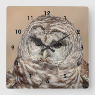 Reloj Cuadrado Lechuza Barred