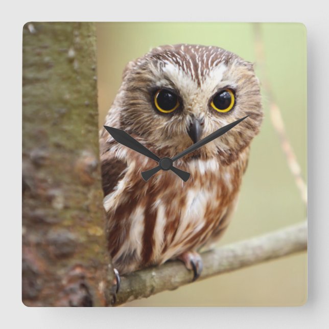 Reloj Cuadrado Lechuza pequeña | Ontarios (Anverso)
