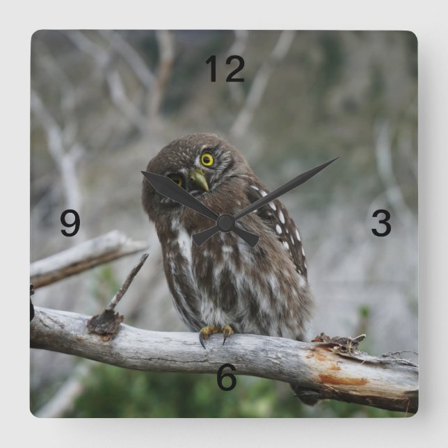 Reloj Cuadrado Lechuza pigmea del norte (Anverso)