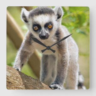 Reloj Cuadrado Lemur anillo-atado bebé