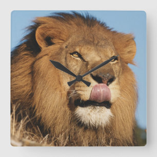 Reloj Cuadrado León africano (Panthera Leo), sabana africana