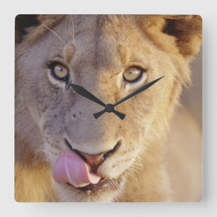 Reloj Cuadrado León masculino joven