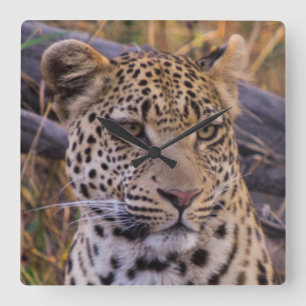 Reloj Cuadrado Leopard sitting, Botswana, Africa