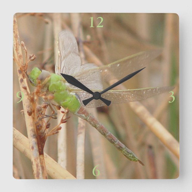 Reloj Cuadrado Libélula verde I1 (Anverso)