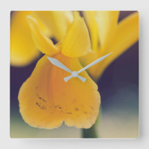 Lirio amarillo