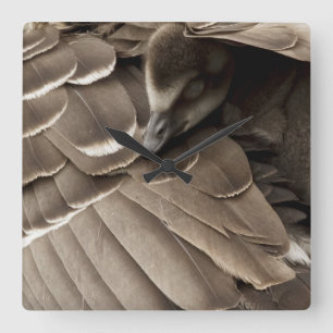 Reloj Cuadrado Little Gosling Under Mom's Wing