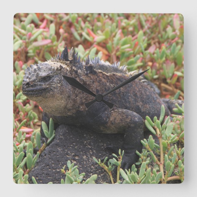 Reloj Cuadrado Lizard Clock (Anverso)