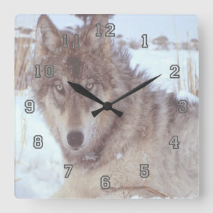 Reloj Cuadrado Lobo Gris En Invierno