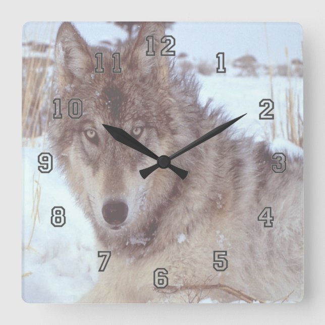 Reloj Cuadrado Lobo Gris En Invierno (Anverso)
