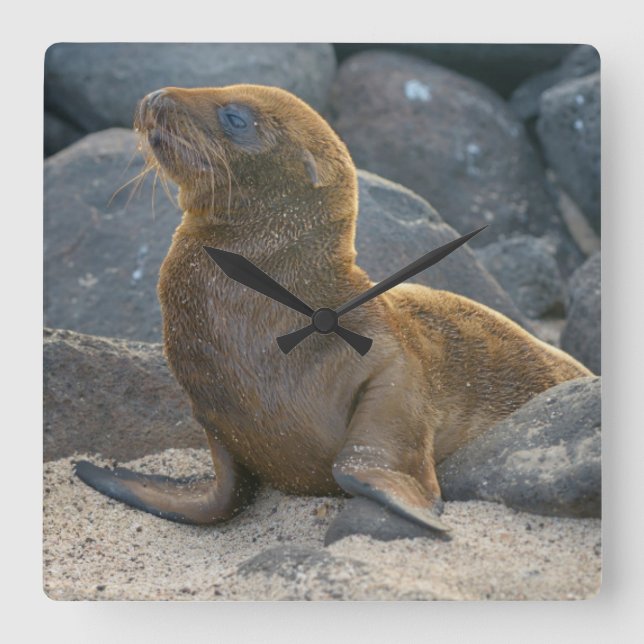 Reloj Cuadrado Lobo Marino de Galápagos (Anverso)
