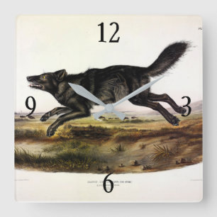 Reloj Cuadrado Lobo negro, o lobo norteamericano negro (lupus can