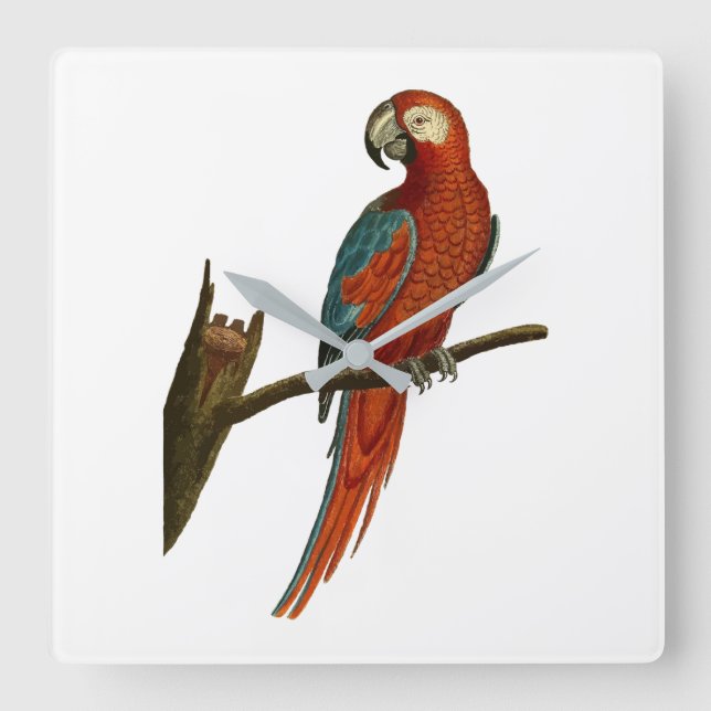 Reloj Cuadrado Loro (Anverso)