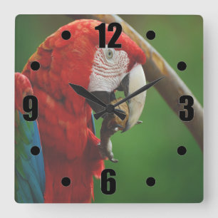 Reloj Cuadrado Loro Rojo Tropical