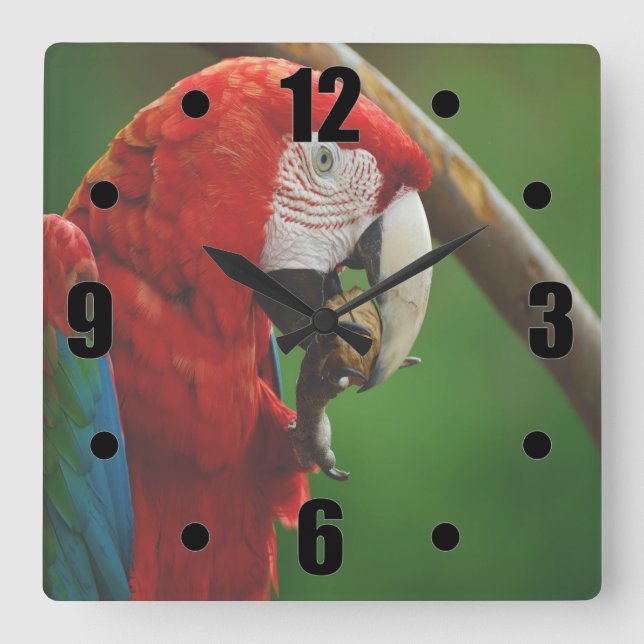 Reloj Cuadrado Loro Rojo Tropical (Anverso)