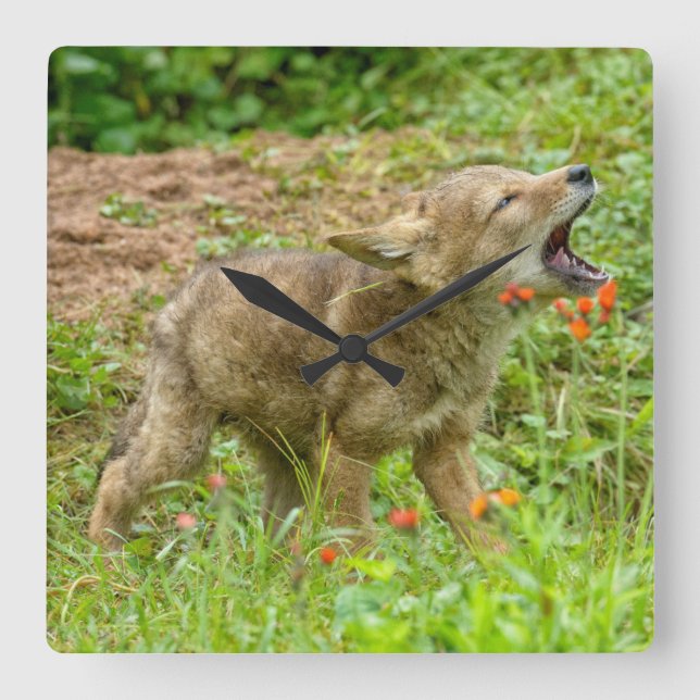 Reloj Cuadrado Los E.E.U.U., Minnesota, piedra arenisca, fauna 17 (Anverso)