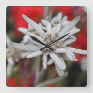 Reloj Cuadrado Lovely Edelweiss Leontopodium nivale