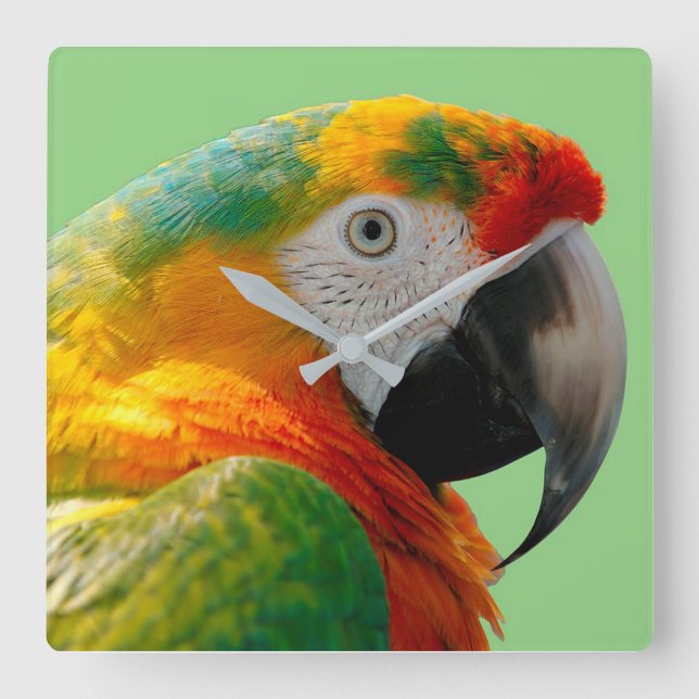 Reloj Cuadrado Macaw (Anverso)