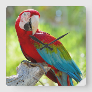 Reloj Cuadrado Macaw que se sienta en rama