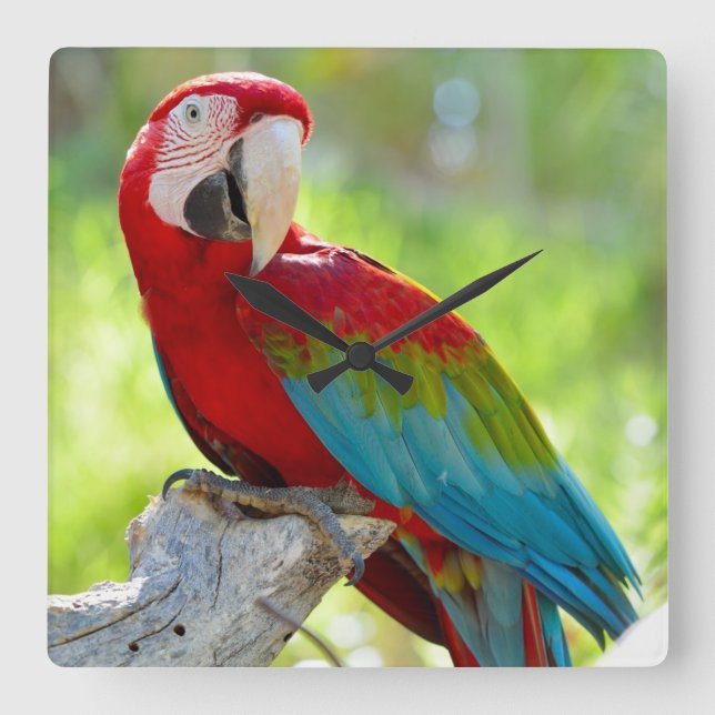 Reloj Cuadrado Macaw sentado en una rama (Anverso)