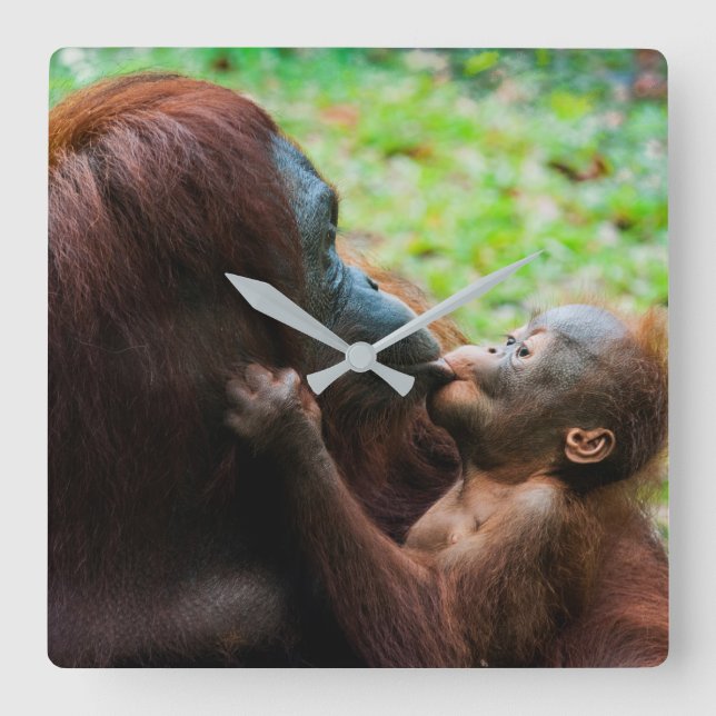 Reloj Cuadrado Madre de Orangutan con bebé (Anverso)