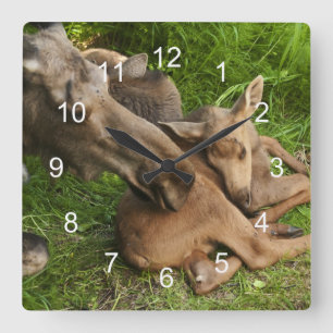 Reloj Cuadrado Madre Tendida Moose