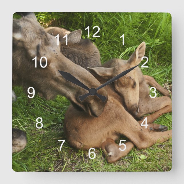 Reloj Cuadrado Madre Tendida Moose (Anverso)