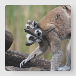 Reloj Cuadrado Madre Y Bebé De Lemur De Canto