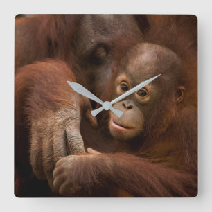 Reloj Cuadrado Madre y bebé orangután en el zoológico