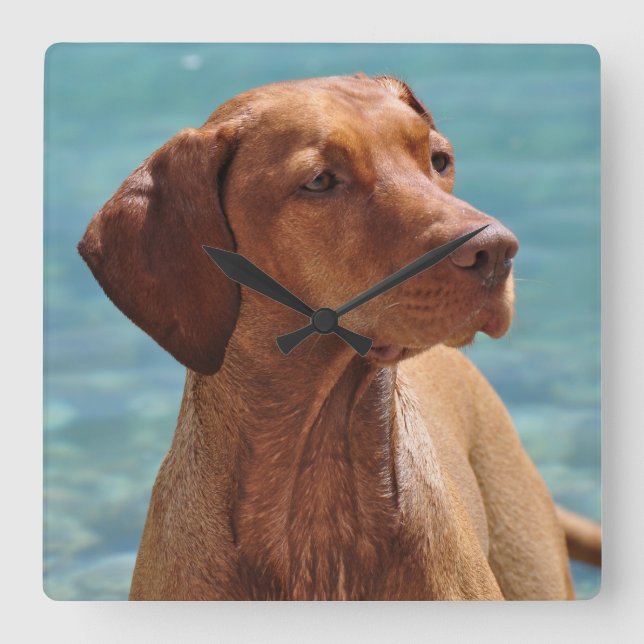 Reloj Cuadrado Magyar Vizsla Dog (Anverso)