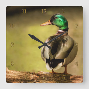 Reloj Cuadrado Mallard Duck