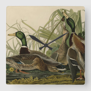 Reloj Cuadrado Mallard Duck from Audubon's Birds of America