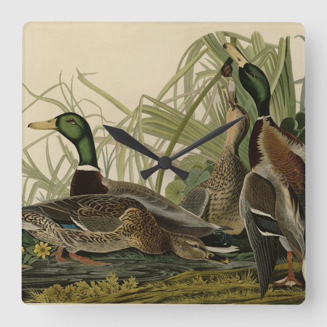 Reloj Cuadrado Mallard Duck from Audubon's Birds of America (Anverso)