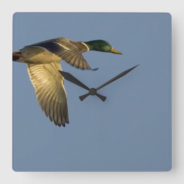 Reloj Cuadrado Mallard en Flight Square Wall Clock (Anverso)