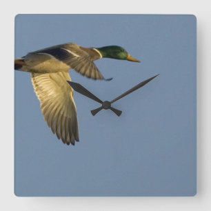 Reloj Cuadrado Mallard en Flight Square Wall Clock