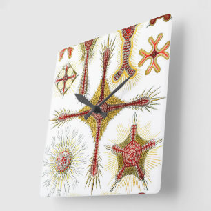 Reloj Cuadrado Manzanilla silvestre de Ernst Haeckel, naturaleza 