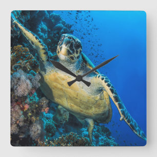 Reloj Cuadrado Mar Rojo de la tortuga de mar verde el