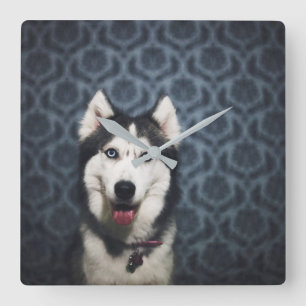 Reloj Cuadrado Marioneta Husky posando con un lecho oscuro
