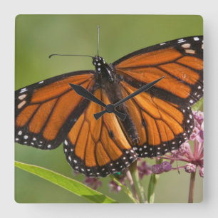 Reloj Cuadrado Mariposa Monarca macho en Algodoncillo de Pantano