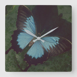 Reloj Cuadrado Mariposa negra y azul