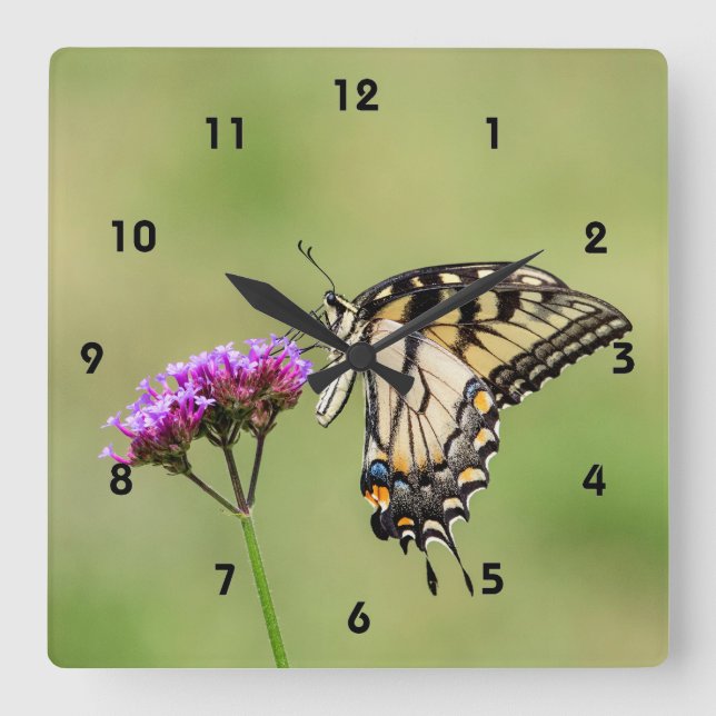 Reloj Cuadrado Mariposa Swallowtail del Tigre del Este (Anverso)