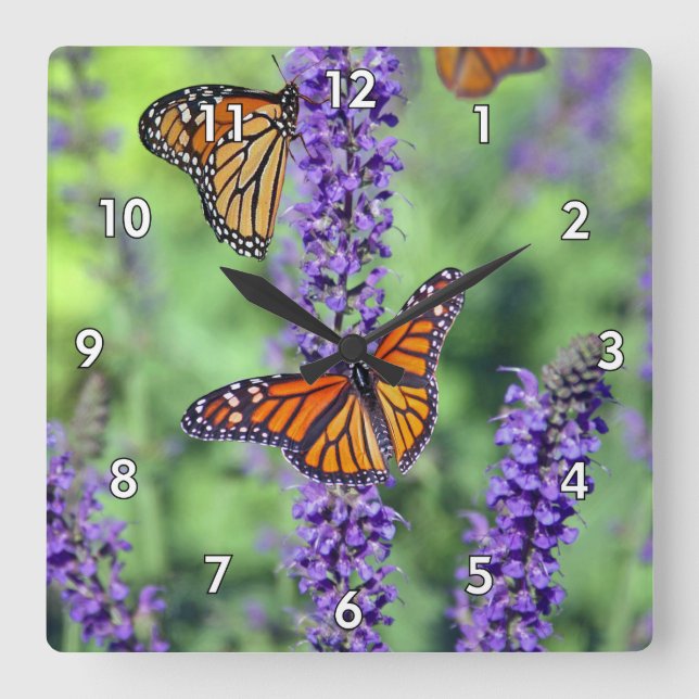 Reloj Cuadrado Mariposas monarcas en flores de lavanda inglesas (Anverso)