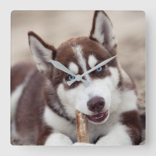 Reloj Cuadrado Mariquita Husky siberiana en la playa