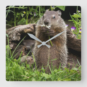 Reloj Cuadrado Marmota comiendo una flor