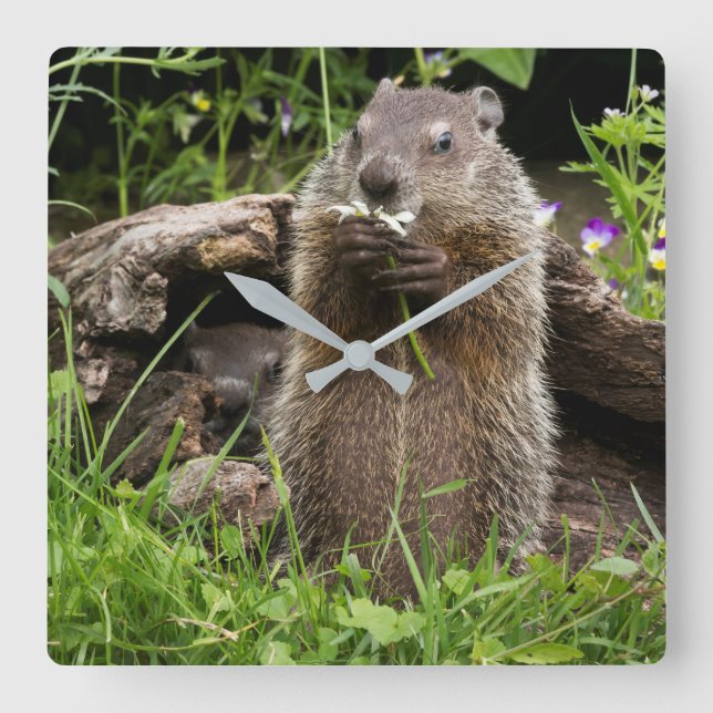 Reloj Cuadrado Marmota comiendo una flor (Anverso)