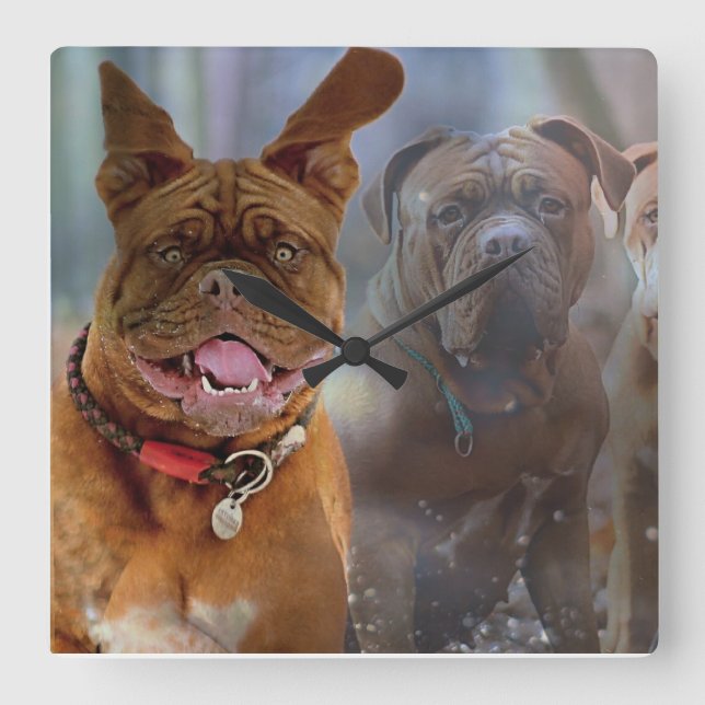 Reloj Cuadrado Mastiff Plus (Anverso)