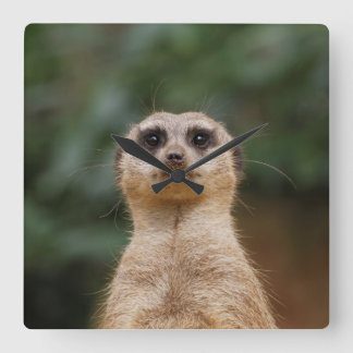 Reloj Cuadrado Meerkat 001