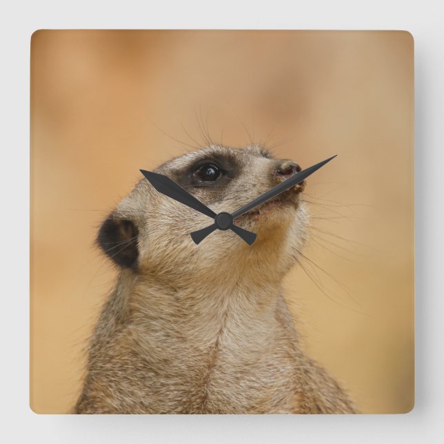 Reloj Cuadrado Meerkat 001 de JAMFoto (Anverso)