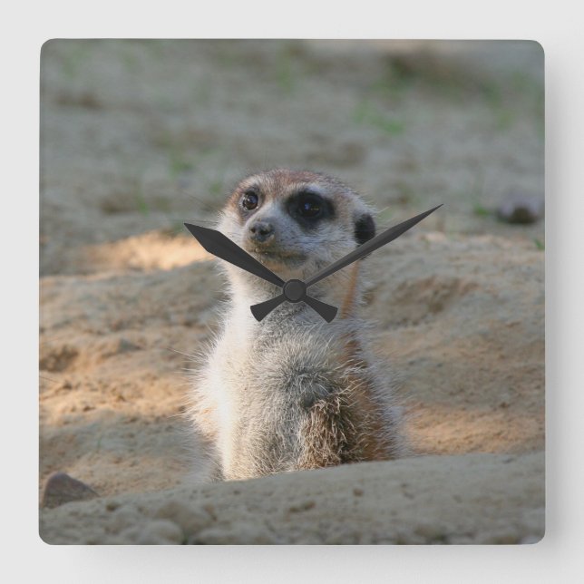 Reloj Cuadrado Meerkat 004 (Anverso)